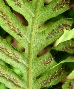 Future Forests Woodwardia Fimbriata More