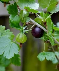 Future Forests Worcesterberry Fruit