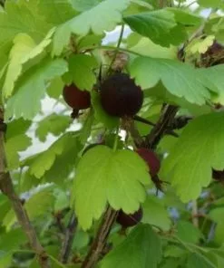 Future Forests Worcesterberry Fruit