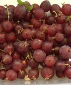 Future Forests Worcesterberry Fruit