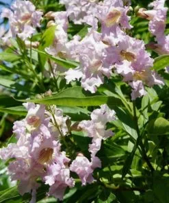 Future Forests Trees X Chitalpa Tashkentensis Summer Bells (Minsum)