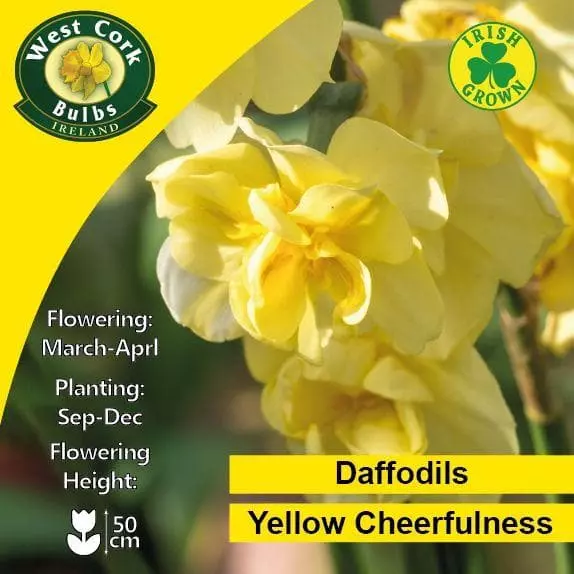 Future Forests Daffodil Yellow Cheerfulness Bulbs 4 Future Forests Daffodil Yellow Cheerfulness Bulbs