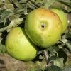 Future Forests Fruit Apple Yellow Ingestrie 1 Future Forests Fruit Apple Yellow Ingestrie
