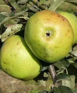Future Forests Fruit Apple Yellow Ingestrie
