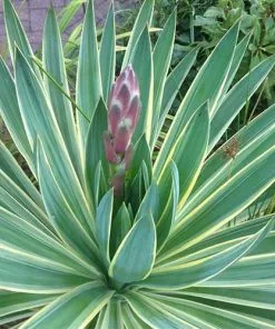 Future Forests Yucca Gloriosa Variegata