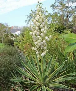 Future Forests Yucca Gloriosa Variegata
