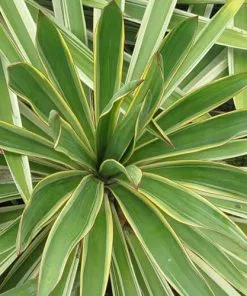 Future Forests Yucca Gloriosa Variegata
