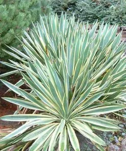 Future Forests Yucca Gloriosa Variegata