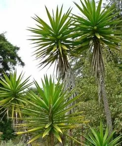 Future Forests Yucca Aloifolia