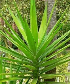 Future Forests Yucca Aloifolia