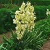 Future Forests Yucca Filamentosa