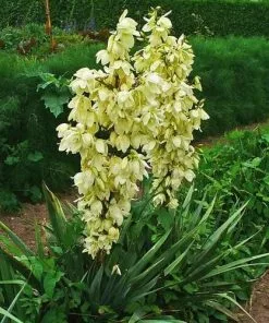 Future Forests Yucca Filamentosa