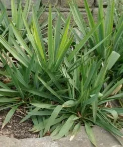 Future Forests Yucca Filamentosa
