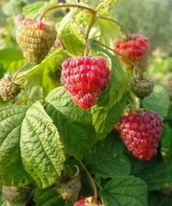 Future Forests Raspberry BonBonBerry Yummy®