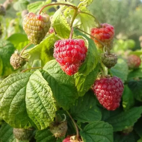 Future Forests Raspberry BonBonBerry Yummy® 4 Future Forests Raspberry BonBonBerry Yummy®