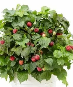 Future Forests Raspberry BonBonBerry Yummy®