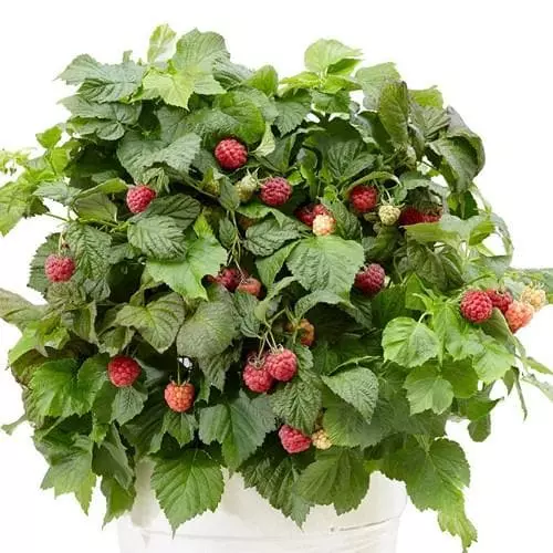 Future Forests Raspberry BonBonBerry Yummy® 3 Future Forests Raspberry BonBonBerry Yummy®