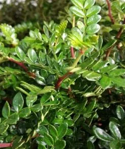 Future Forests Shrubs Zanthoxylum Beecheyanum