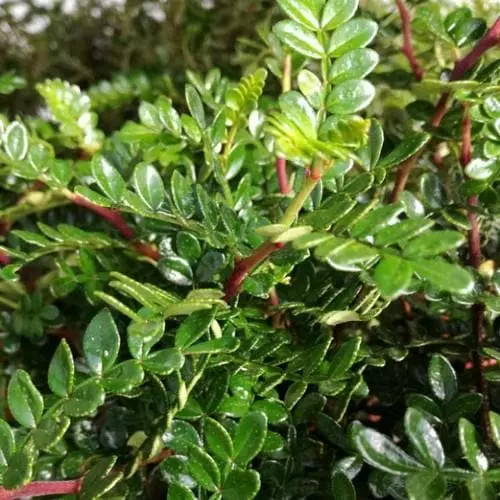 Future Forests Shrubs Zanthoxylum Beecheyanum 3 Future Forests Shrubs Zanthoxylum Beecheyanum