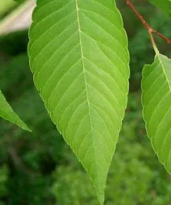 Future Forests Zelkova Serrata - Japanese Zelkova Trees