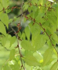 Future Forests Zelkova Serrata - Japanese Zelkova Trees