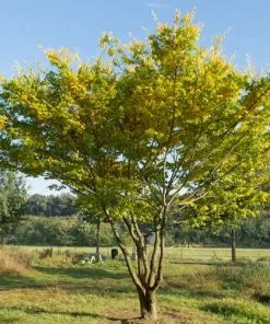 Future Forests Zelkova Serrata - Japanese Zelkova Trees