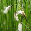 Future Forests More Eriophorum Angustifolium - Common Cotton Grass
