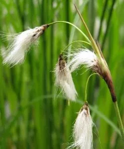 Future Forests More Eriophorum Angustifolium - Common Cotton Grass