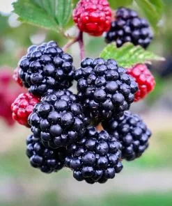 Future Forests Blackberry Triple Crown