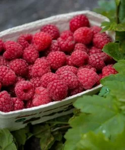 Future Forests Raspberry Octavia - Summer Fruiting