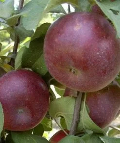 Future Forests Apple Api Noir