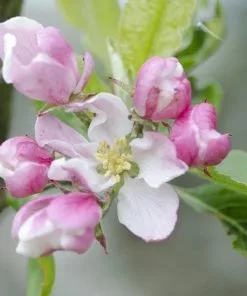 Future Forests Fruit Apple Camelot