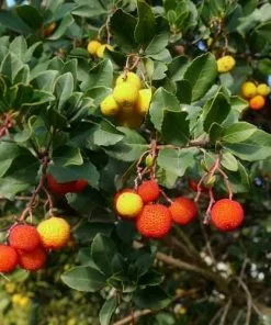 Future Forests Arbutus Unedo Rubra Trees