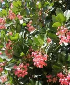 Future Forests Arbutus Unedo Rubra Trees