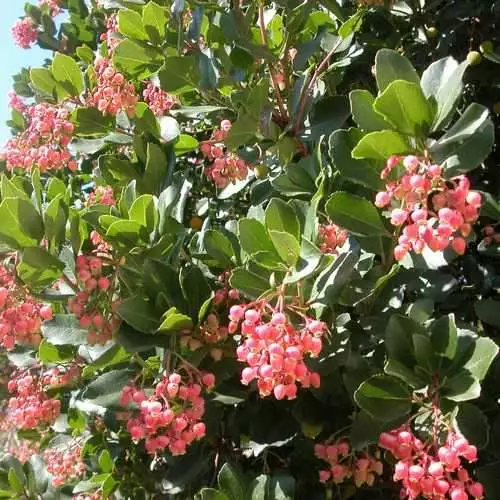 Future Forests Arbutus Unedo Rubra Trees 4 Future Forests Arbutus Unedo Rubra Trees