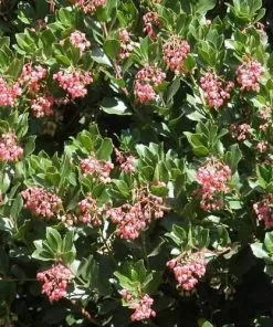 Future Forests Arbutus Unedo Rubra Trees 7 Future Forests Arbutus Unedo Rubra Trees