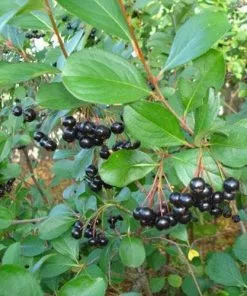 Future Forests Aronia Melanocarpa