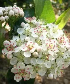 Future Forests Aronia Melanocarpa