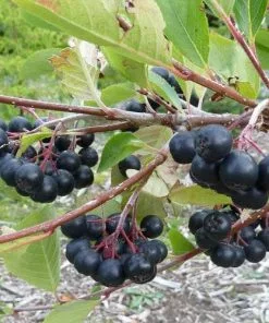 Future Forests Aronia Melanocarpa