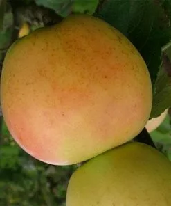 Future Forests Apple Arthur Turner Fruit