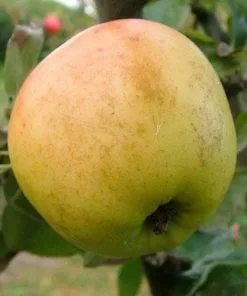 Future Forests Apple Arthur Turner Fruit