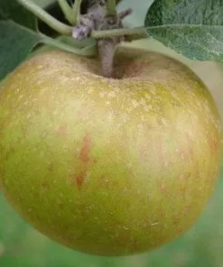 Future Forests Apple Ashmead's Kernel Fruit