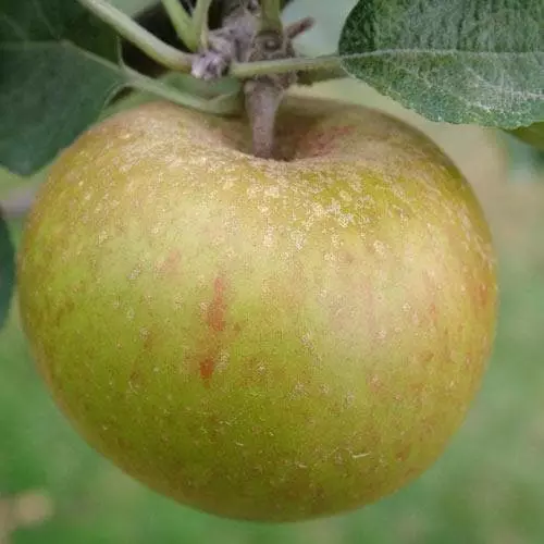 Future Forests Apple Ashmead's Kernel Fruit 4 Future Forests Apple Ashmead's Kernel Fruit