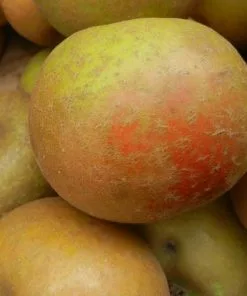 Future Forests Apple Ashmead's Kernel Fruit 8 Future Forests Apple Ashmead's Kernel Fruit