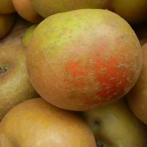 Future Forests Apple Ashmead's Kernel Fruit 5 Future Forests Apple Ashmead's Kernel Fruit