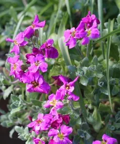 Future Forests Groundcover Alpine And Rockery Perennials Mix