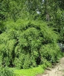 Future Forests More Fargesia Murielae