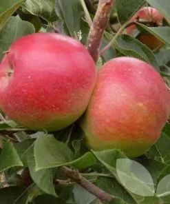 Future Forests Apple Beauty Of Bath