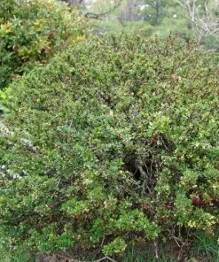 Future Forests Hedging Berberis Thunbergii