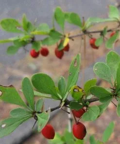Future Forests Hedging Berberis Thunbergii